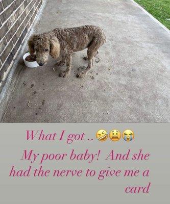 Jessica’s Dog Grooming