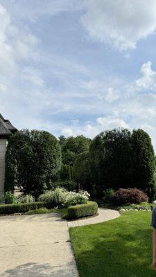 Dariel tree contractor