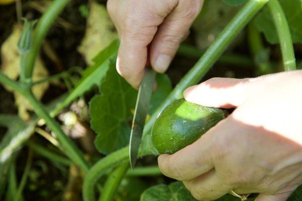 Undermountain Pantry