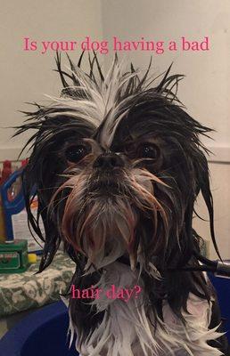 Beautiful Day Pet Spa