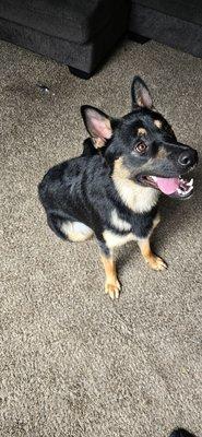 Rexy after his trim!