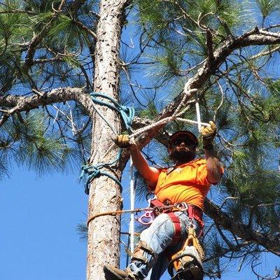 Arbor Barber Trees