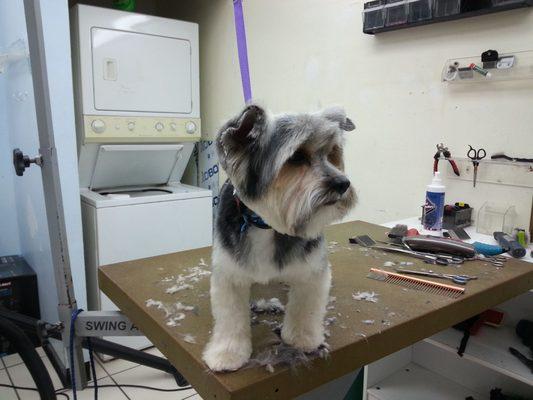 Greenland Pet Grooming Mobile