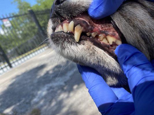 EZ Pet Dental Care