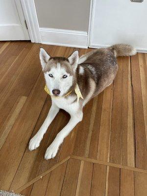 Platinum Pooch Grooming