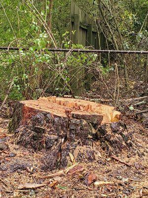 What's left of a large, dangerous white pine.