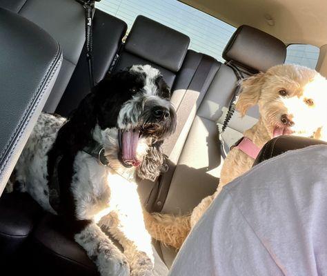Excited pups on their way to daycare!