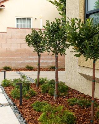 Dreamscapes Landscaping