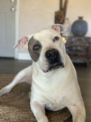 Loma Linda Animal Hospital