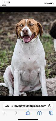 My Mojo also knows they like him at Bastrop Vet Hospital