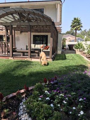 This is Benji. Today it was to hot to go on a long walk so we played together in Benji's backyard.