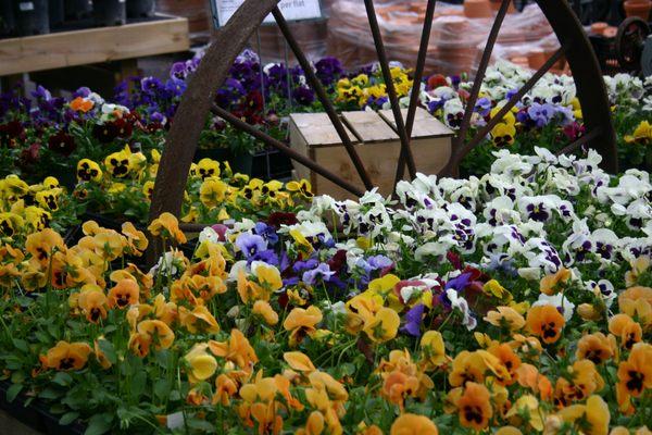 DeMonye's Greenhouse