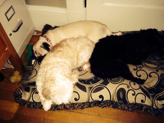 Office dogs