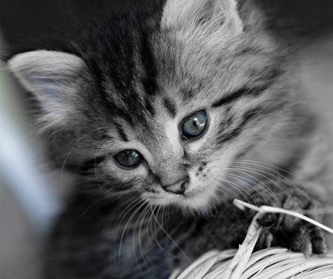 Le Chat Cat Hospital