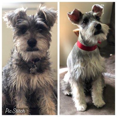Before (left) and after (right). Great schnauzer haircut!