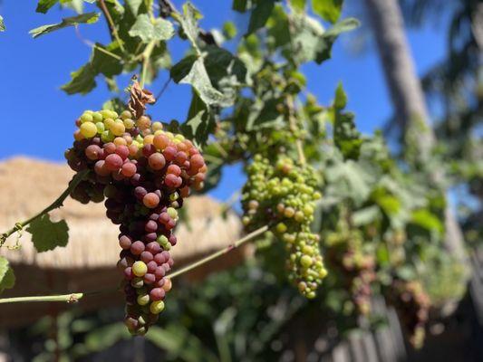 Mondo Fresca Produce