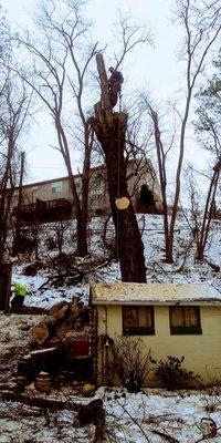 A giant silver maple over a shed on a very narrow road that needed climbed from top to bottom.