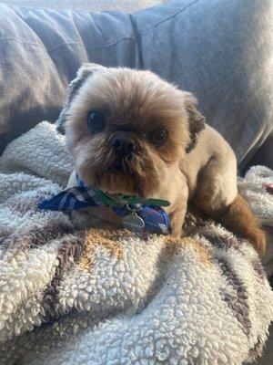 Lulu' s Pet Grooming