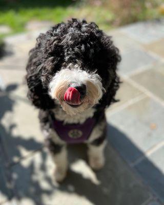 Picture of a black and white miniature bernedoodle with its tongue out
