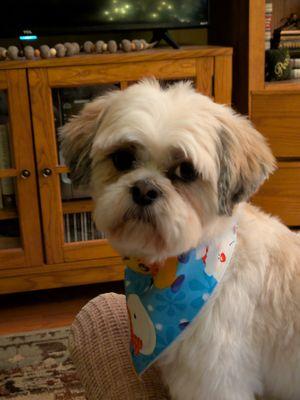 Kirby with Christmas scarf.