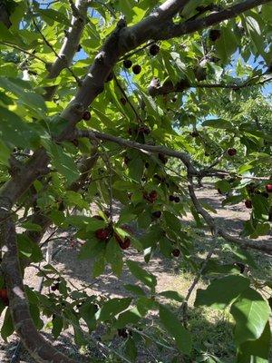 Bloomfield Cherries