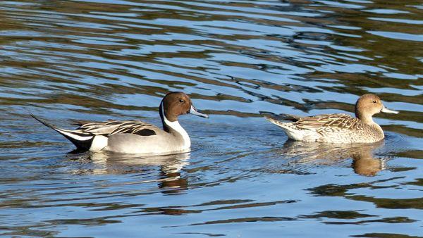 Lake Los Carneros Park