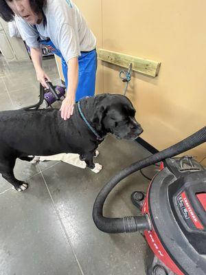 Liberty getting a blow dry before going outside to cold weather