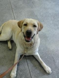 Northern Sky Obedience Academy