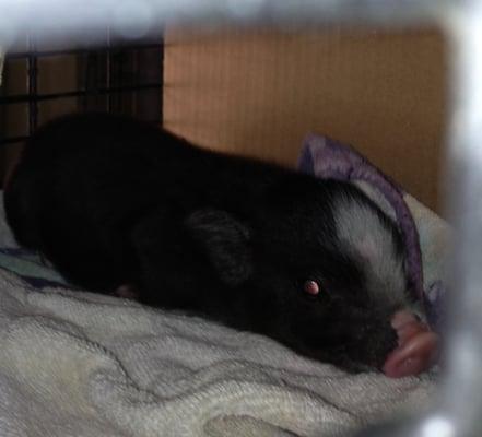 Cute little pig for sale!!