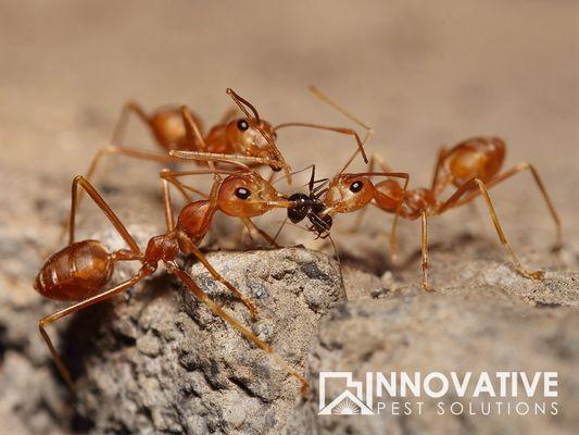 Red ants attacking a small black ant. We provide pest control for any of these issues you may have.