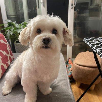 Five Paws Dogs Grooming Salon