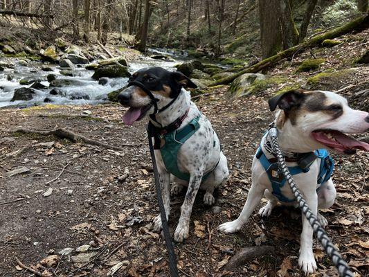 Ashley's K9 Solutions