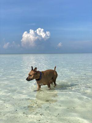 only the best sandbars, for any size dog