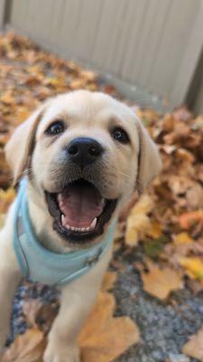 Mountain Side Labradors