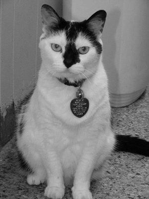 Foley Veterinary Hospital