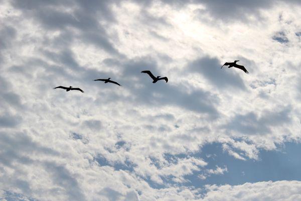 Magnolia Bloom Images