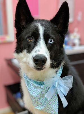 1st Class Pet Grooming