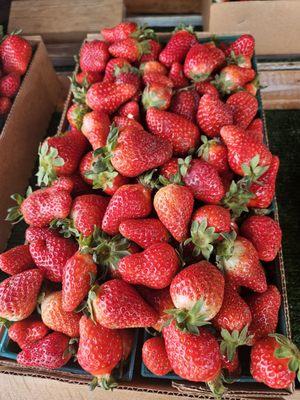 Best strawberries ever