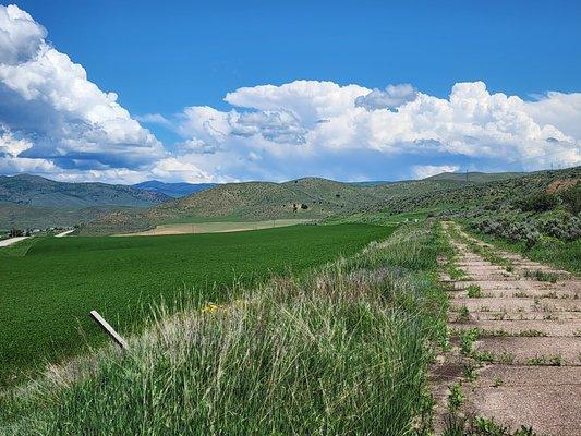 Virginia Harmon - Cornerstone Real Estate