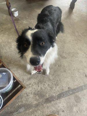 Double S Tack and Feed