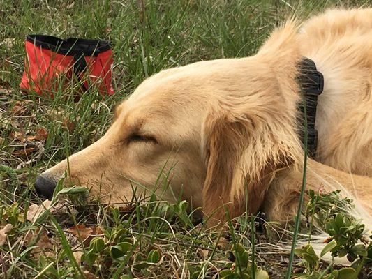 Vickers Veterinary Services