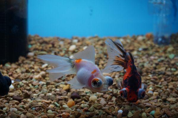 Park Avenue Pet Center