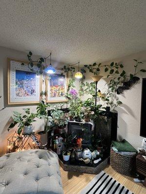 Some of my plants from here.