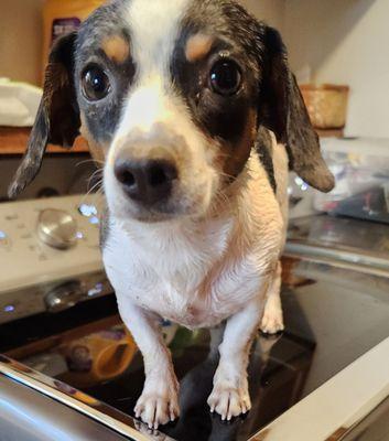 Three Rivers Grooming