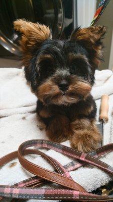 Miranda's Pet Grooming