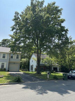 Georgetown Fine Pruning and Tree Care