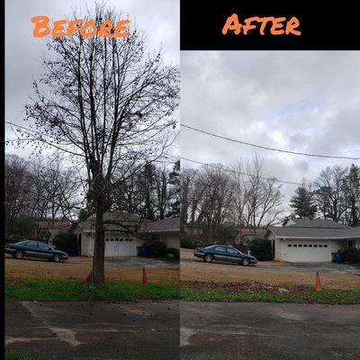 Small tree removal