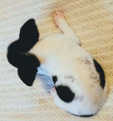 Bonnies rat terriers