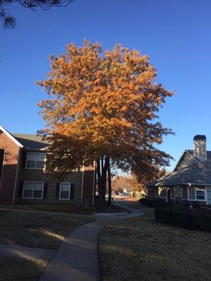 Aspen Village Office