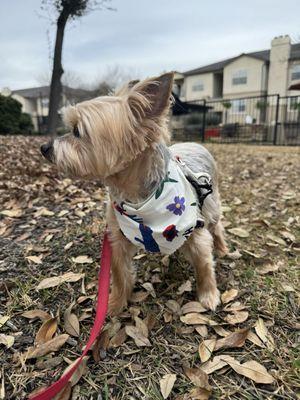 A Gentle Touch Mobile Pet Grooming